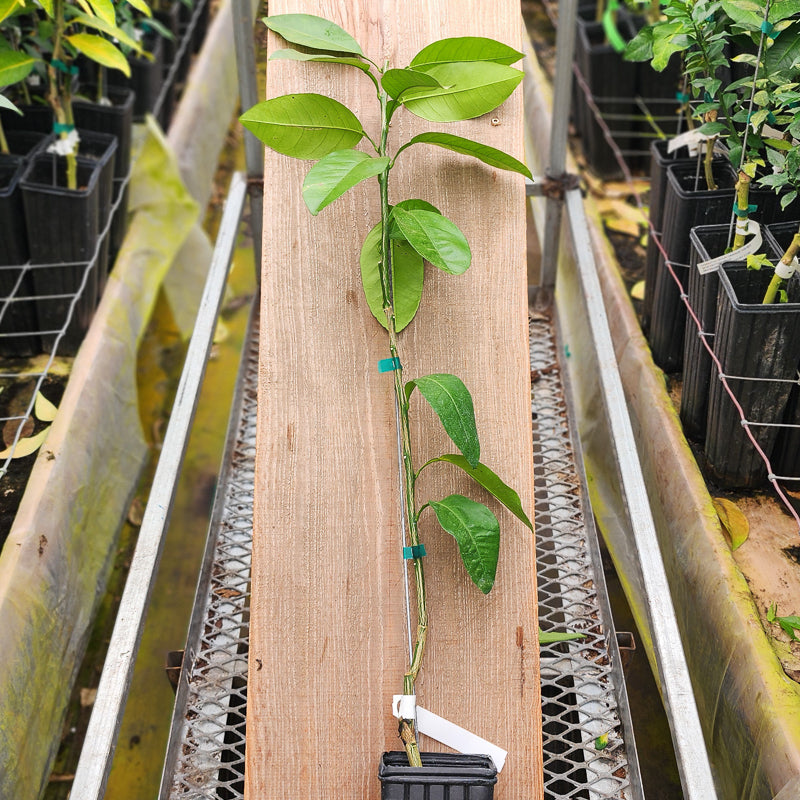 Smooth Flat Seville Sour Orange Trees for Sale