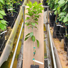 Load image into Gallery viewer, Star Ruby Grapefruit Tree