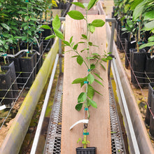 Load image into Gallery viewer, Succari Orange Tree