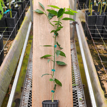 Load image into Gallery viewer, Sunquat Tree