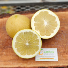 Load image into Gallery viewer, Tahitian Pummelo Tree