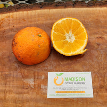 Load image into Gallery viewer, Temple Tangor Mandarin Tree