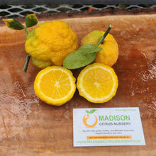 Load image into Gallery viewer, Trifoliate Satsuma Citrus Tree
