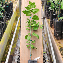 Load image into Gallery viewer, US-119 Orange Tree