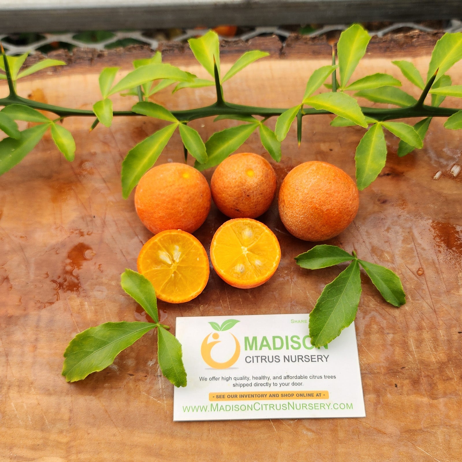 US 942 Cutting Grown Citrus Tree for Sale - MadisonCitrusNursery.com â Madison Citrus Nursery