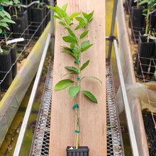 Load image into Gallery viewer, Valencia Orange Tree