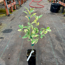 Load image into Gallery viewer, Variegated Calamondin Tree