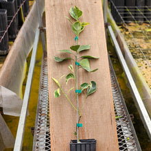 Load image into Gallery viewer, Variegated Cara Cara Navel Orange Tree