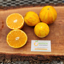 Load image into Gallery viewer, Variegated Minneola Tree - 3 Gallon