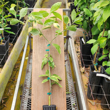 Load image into Gallery viewer, Variegated Minneola Tree