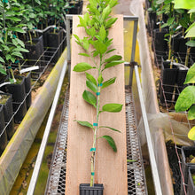 Load image into Gallery viewer, Vernia Orange Tree