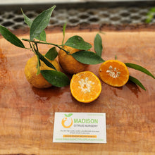 Load image into Gallery viewer, Willowleaf Mandarin Tree