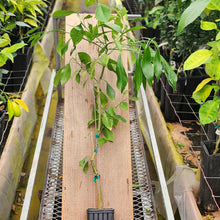 Load image into Gallery viewer, Willowleaf Sour Orange Tree