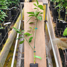 Load image into Gallery viewer, Xinhuicheng Sweet Orange Tree