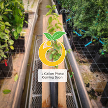 Load image into Gallery viewer, Escondido Lemon Tree
