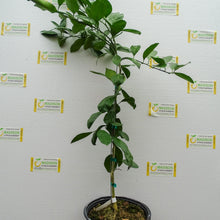 Load image into Gallery viewer, Brown Select Satsuma Tree