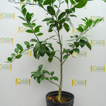 Load image into Gallery viewer, Hamlin Sweet Orange Tree