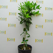 Load image into Gallery viewer, Harvey Lemon Tree