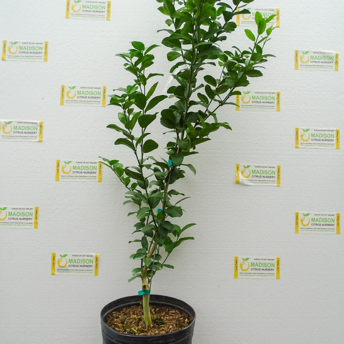 3 Gallon Key Lime Trees for Sale Madison