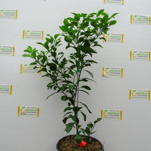 Load image into Gallery viewer, Ponkan Mandarin Tree - 3 Gallon