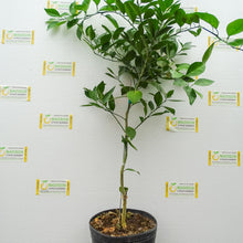 Load image into Gallery viewer, Succari Orange Tree - 3 Gallon