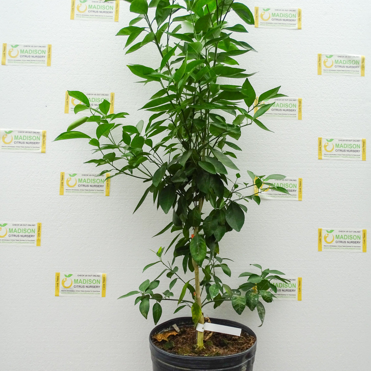 3 Gallon Sunburst Tangerine Trees for Sale - MadisonCitrusNursery