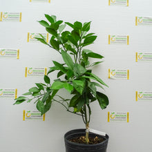 Load image into Gallery viewer, Tarocco Blood Orange Tree - 3 Gallon