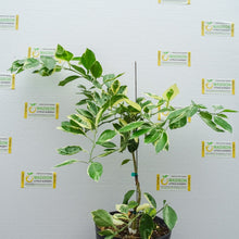 Load image into Gallery viewer, Variegated Minneola Tree - 3 Gallon