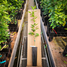 Load image into Gallery viewer, Ambersweet Orange Tree