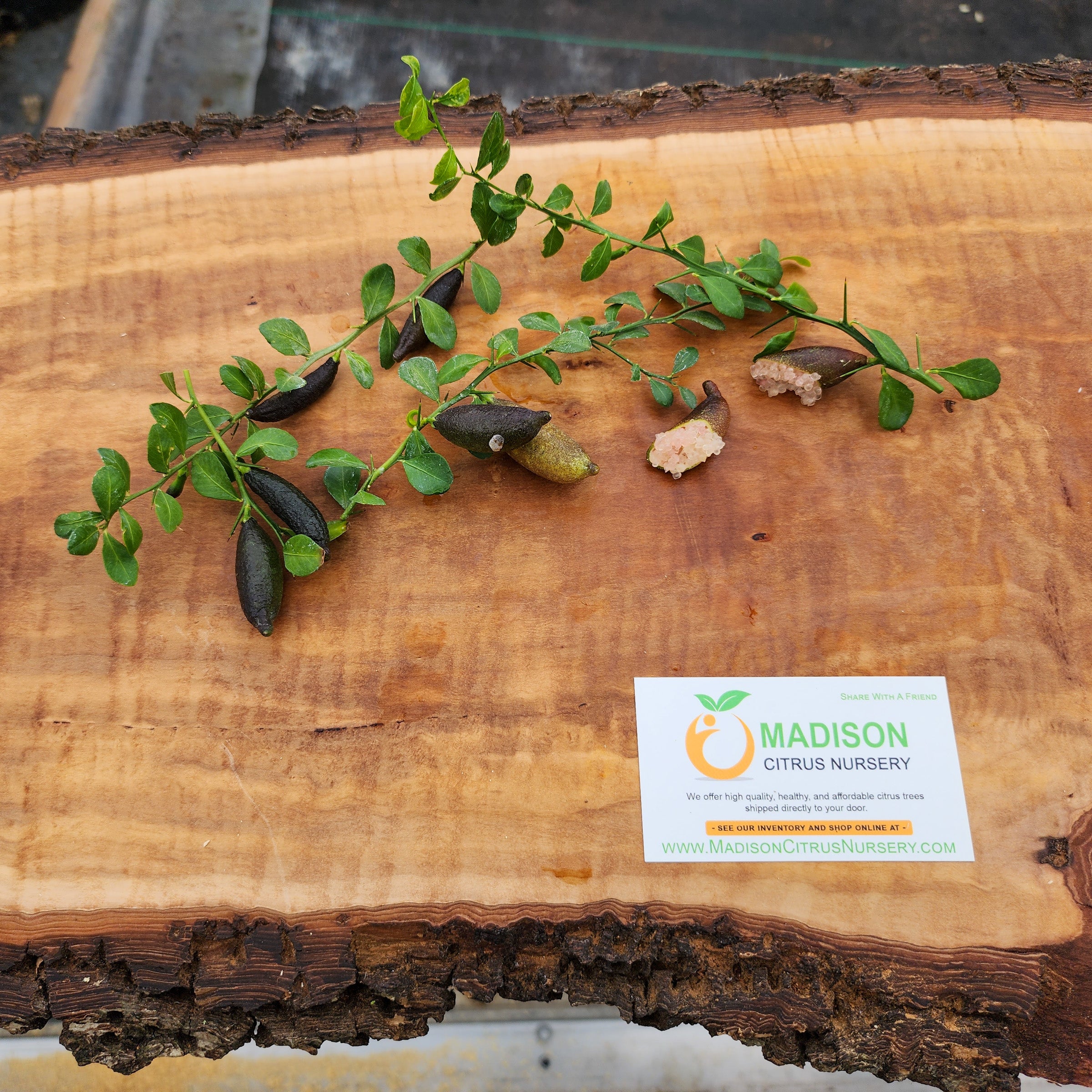 Australian Red Pulp Finger Lime Trees for Sale MadisonCitrusNursery