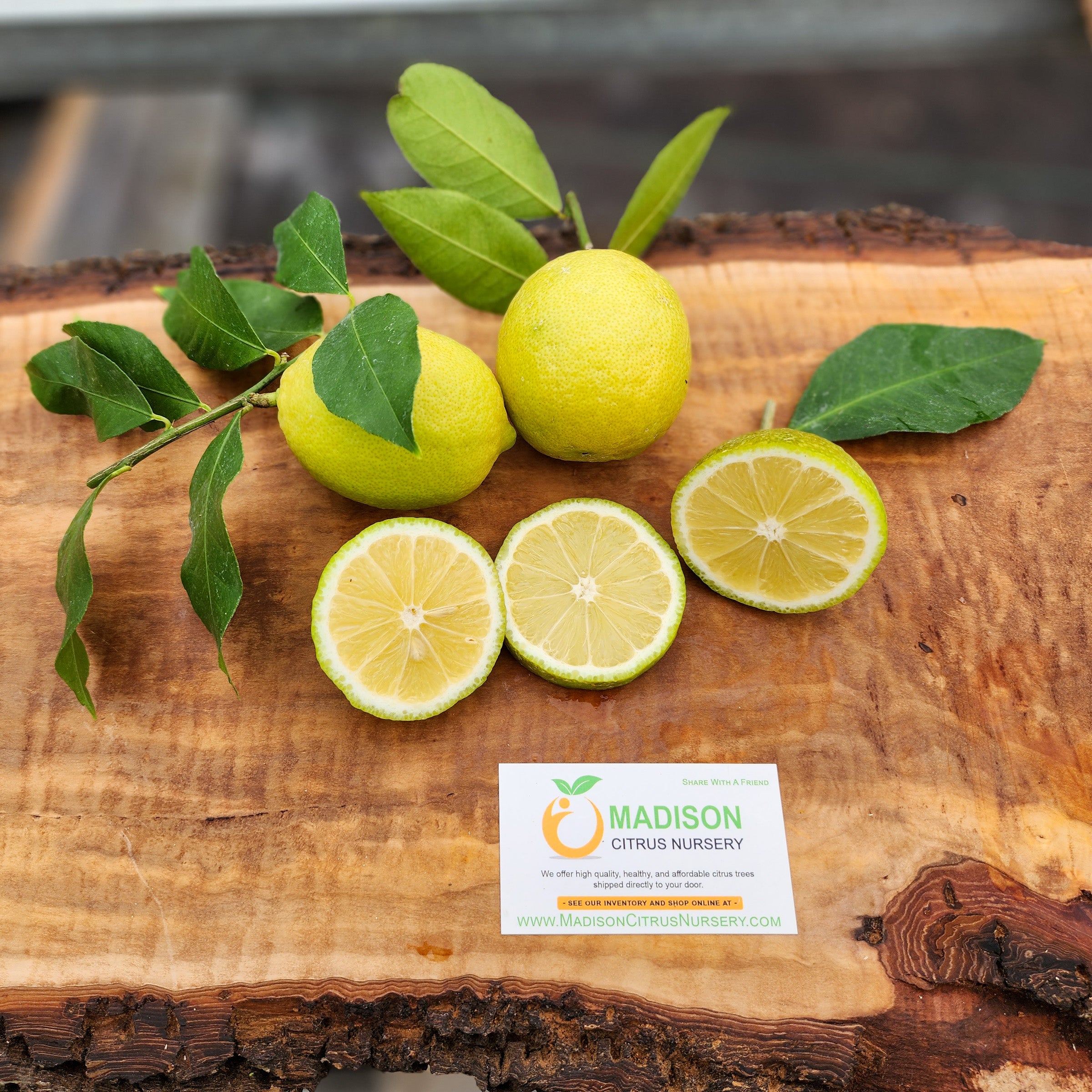 Yuzu Lemon Trees for Sale -  – Madison Citrus  Nursery