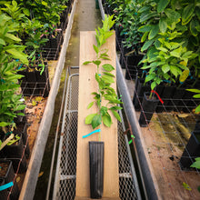 Load image into Gallery viewer, Boukhobza Blood Orange Tree