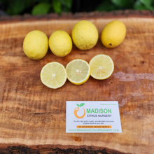 Load image into Gallery viewer, Cameron Lemon - Certified Citrus Budwood