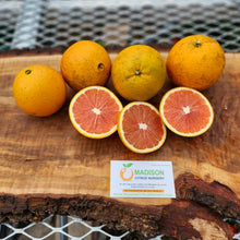 Load image into Gallery viewer, Cara Cara Navel - Certified Citrus Budwood