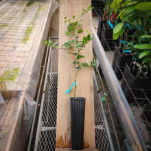 Load image into Gallery viewer, Chulo Key Lime Tree