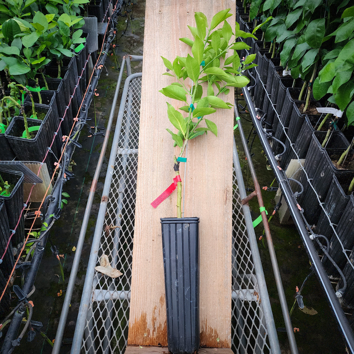 Dancy Tangerine Trees for Sale Madison