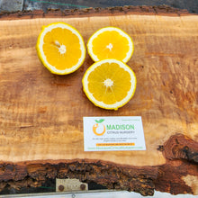 Load image into Gallery viewer, Delfino Blood Orange - Certified Citrus Budwood