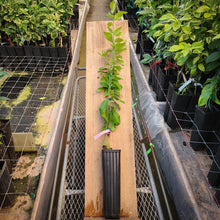 Load image into Gallery viewer, Eureka Lemon Tree