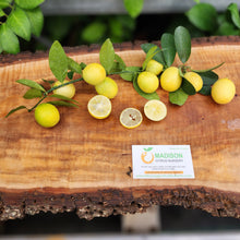 Load image into Gallery viewer, Eustis Limequat - Certified Citrus Budwood