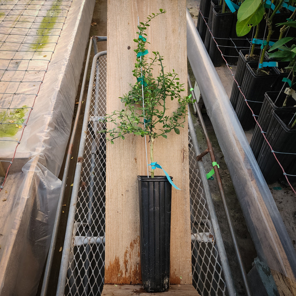 Finger Lime Trees for Sale Madison Citrus