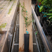 Load image into Gallery viewer, Finger Lime Giant Tree