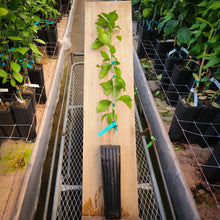 Load image into Gallery viewer, Flame Grapefruit Tree