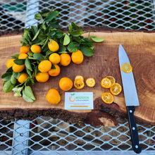 Load image into Gallery viewer, Fukushu Kumquat Tree