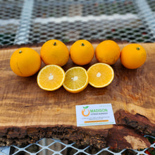 Load image into Gallery viewer, Hamlin Sweet Orange Tree