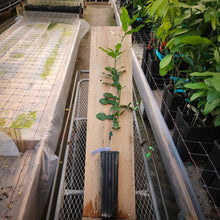 Load image into Gallery viewer, Kaffir Lime Tree