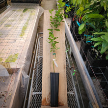 Load image into Gallery viewer, Key Lime Tree