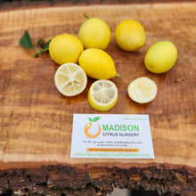 Load image into Gallery viewer, Lakeland Limequat - Certified Citrus Budwood