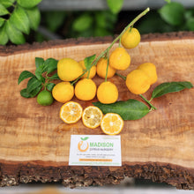 Load image into Gallery viewer, Lemonquat Tree