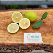 Load image into Gallery viewer, Dwarf Lisbon Lemon Tree