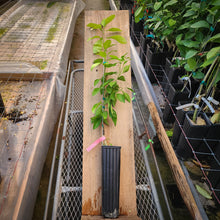 Load image into Gallery viewer, Minneola Tangelo "Honeybell" Tree